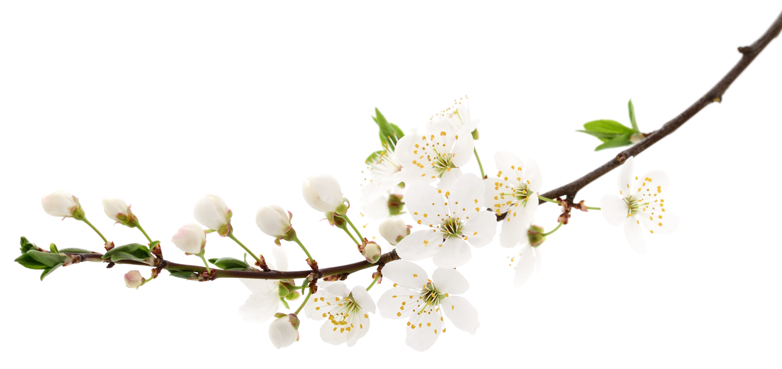 shutterstock_549644740